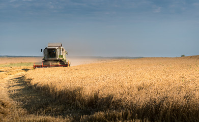 Obraz premium Harvesting of wheat field with combine