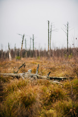 Kieshofer Moor bei Greifswald
