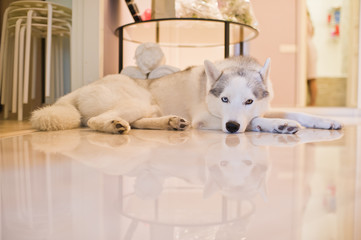 Husky dog lying on the floor