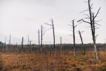 Kieshofer Moor bei Greifswald