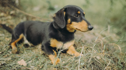 Beautiful dachshund sitting on the grass. Happy dog with open mounth and tongue.