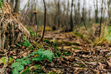 Kieshofer Moor bei Greifswald