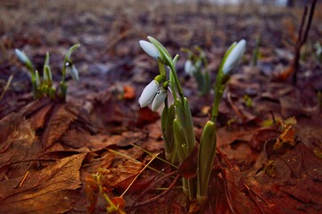 Snowdrop