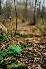 Kieshofer Moor bei Greifswald