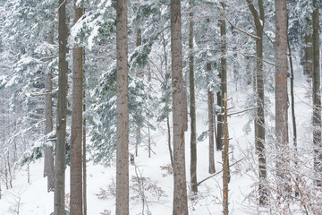 Fototapeta premium Beautiful snow-covered mountain forest. Bieszczady Mountains. Poland