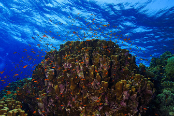 Fototapeta na wymiar Coral Reef at the Red Sea, Egypt