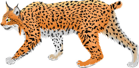 vector wild bobcat lynx