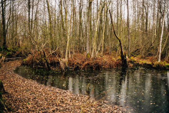 Kieshofer Moor bei Greifswald