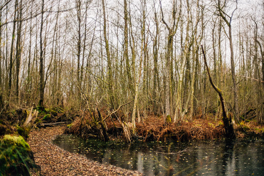 Kieshofer Moor bei Greifswald