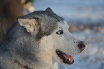 Dog husky