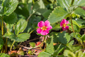 blooming strawberry bush in a garden single purple flower
