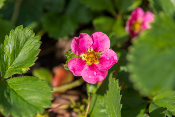 blooming strawberry bush in a garden single purple flower