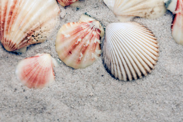 Seashells on the sand, summer beach background, travel concept .