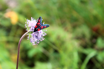 butterfly on a flower