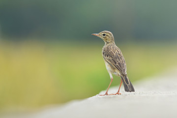 Standing Bird