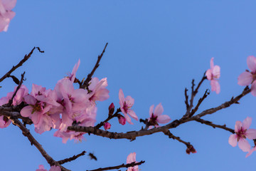 close up of flowering almond trees. Beautiful almond blossom on the branches over blue sky, at springtime background in Valencia, Spain