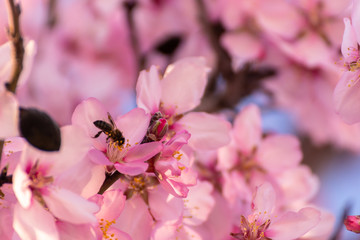 close up of flowering almond trees. Beautiful almond blossom, at springtime background in Valencia, Spain, Europe. Colorful and natural background.