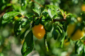 Plum in a tree