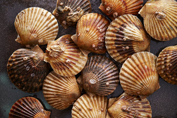 Fresh scallops background 