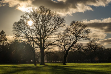Obraz premium Sunset in the park with trees as silhouettes