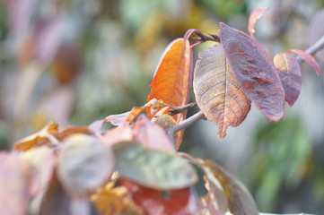 autumn
