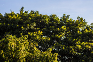 trees and a blue sky