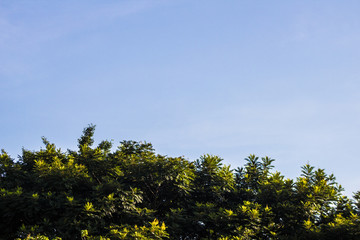 blue sky and trees 