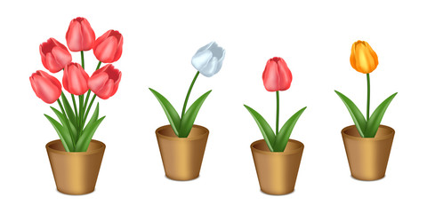 Colored tulips in flower pots. Vector realistic illustration, isolated.
