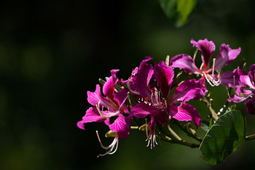 Obraz premium A branch of Bauhinia variegata or orchid tree against blurred background.