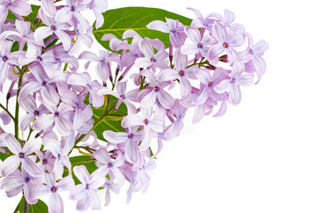 Branch Blooming lilac with flowers isolated on white background