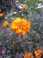 Flower wonderful and beautiful