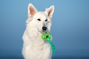 white shepherd dog holding waste bags container in her mouth