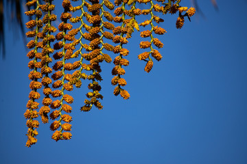 Flowers of moriche palm (Mauritia flexuosa) against blue sky.