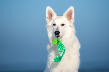white shepherd dog holding waste bags container in her mouth