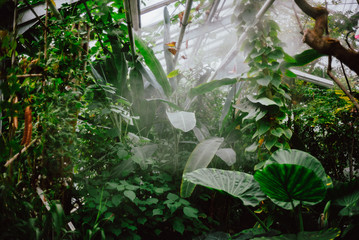 Palmen im Botanischen Garten Greifswald