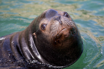 Fototapeta premium Male Californian sea lion swimming