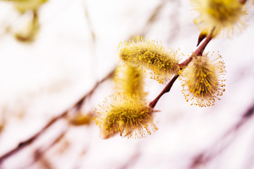 Gentle spring background with blooming willow branches, toned, soft focus