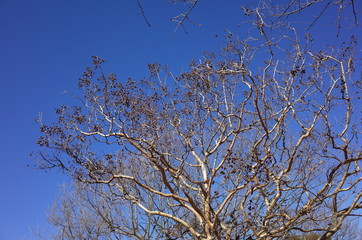 冬のサルスベリ