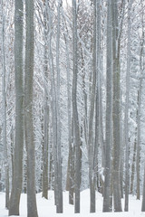 Beautifully frosted beech forest in winter. Bieszczady Mountains. Poland