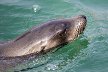 Obraz premium Female Californian sea lion swimming