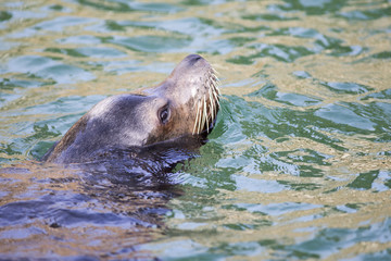 Male Californian sea lion swimming