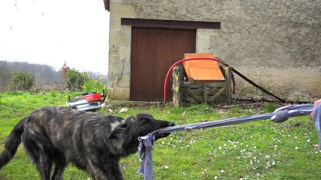 Slow motion of a dog pulling qt old rag.