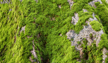 Green moss on tree trunk