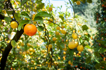 Naranja, limones  y árboles frutales
