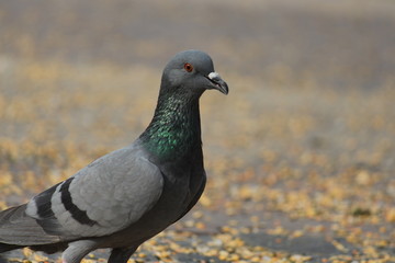 The pigeon 