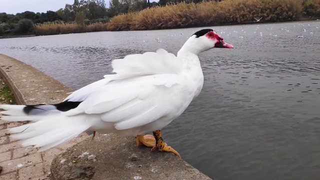 Domestic Muscovy duck defecates in Tritsi park Athens Greece. Slow motion.