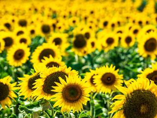 Field of sunflowers on a summer day
