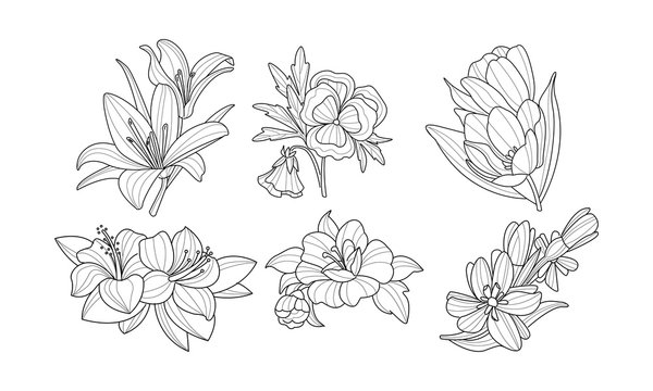 Set of beautiful blooming flowers. Garden plants in linear style. Nature theme. Hand drawn vector illustrations