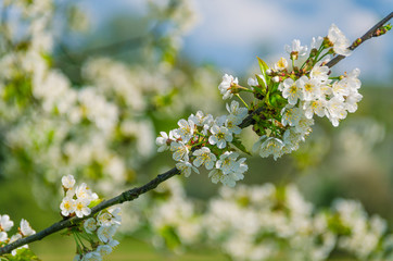 Flowering branch with white flowers in spring closeup