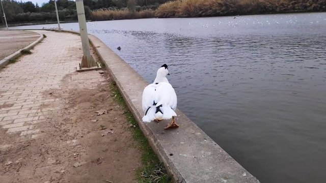 Domestic Muscovy duck walking in Tritsi park Athens Greece. Slow motion.